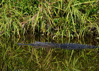 Wild Alligator in a Florida swamp.
