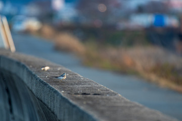 干潟で遊ぶ野鳥