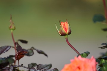beautiful rose bud