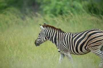 Fototapeta na wymiar Zebra in the green grass of summer