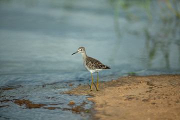 Wood Sandpiper along the waters edge