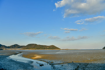 干潟で遊ぶ野鳥