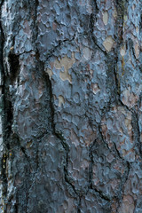 tree bark