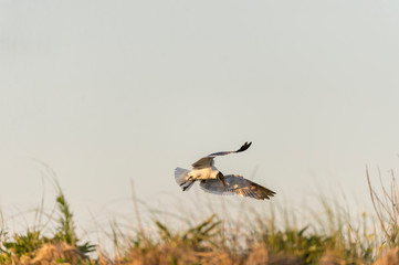 Laughing Gull wings forward