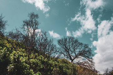 mountain plants