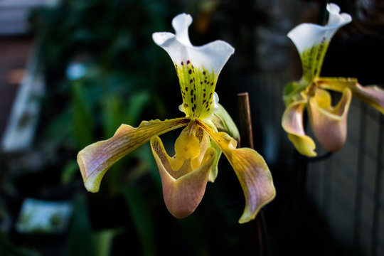 Lady slipper orchid, (Cypripedioideae Paphiopedilum), in foreground