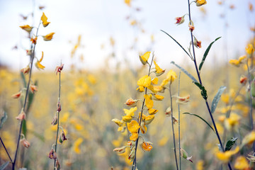 Beautiful yellow flower Sunhemp in nature. Landscape scenery and natural background.