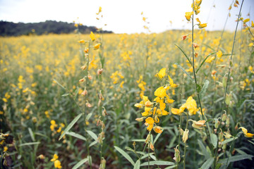 Beautiful yellow flower Sunhemp in nature. Landscape scenery and natural background.