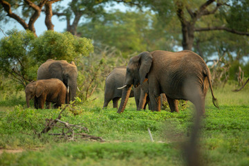 Fototapeta na wymiar Elephant herd in the lush greenry of summer