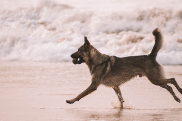 Fototapeta na wymiar Lovely happy dog ​​running on the beach in an amazing sunset