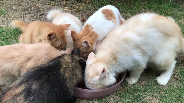 Top view of kittens together eat from a plate on a background of green grass. 