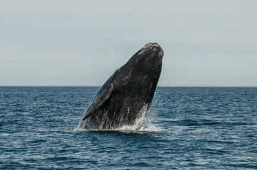 Naklejka premium Whale jumping in Peninsula Valdes,jumping near puerto madryn, Patagonia, Argentina