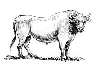 Big strong standing bull. Ink black and white drawing
