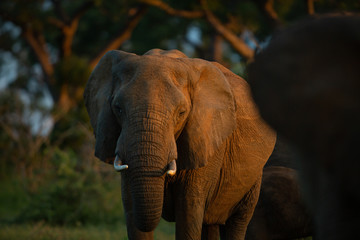 An elephant cow in beautiful afternoon light