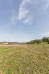 Obraz premium Oliveto della campagna romana 