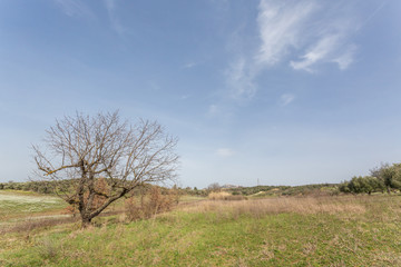 Fototapeta premium Oliveto della campagna romana 