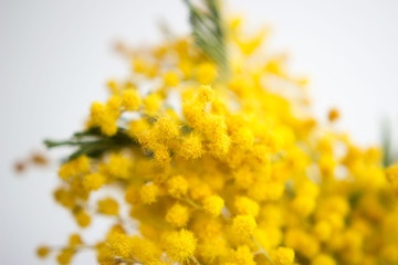 Spring still life. Yellow mimosa branch lies on a white background. silver silvergreen wattle Acacia dealbata.