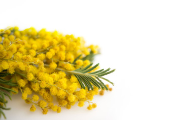 Spring still life. Yellow mimosa branch lies on a white background, isolated. silver silvergreen wattle Acacia dealbata.