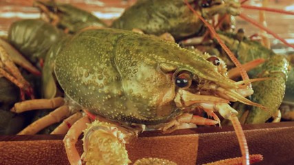 Live crayfish on a wooden table
