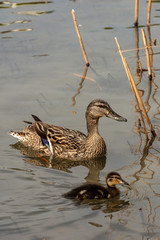 Female of mallard duck with a duckling