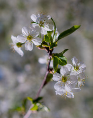 Fototapeta premium Flowering branches of sweet cherry. Beautiful white flowers are attractive to bees.