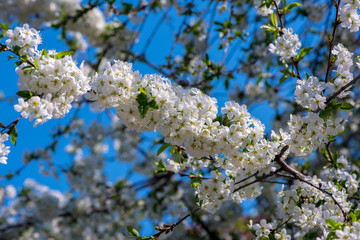 Flowering branches of sweet cherry on the background of blue sky. Beautiful white flowers are attractive to bees.scenic beauty.