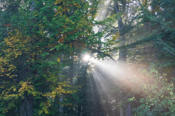 The sunbeams in a foggy forest, Germany