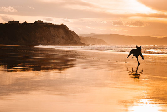  Lovely happy dog ​​running on the beach in an amazing sunset