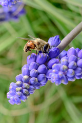 Bee on flowers in spring