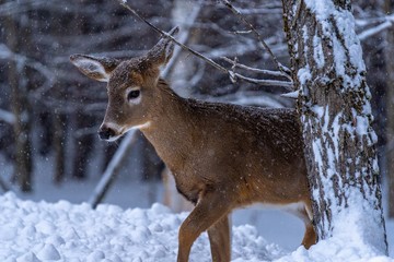 Winter Buck