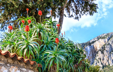 Italy - Capri landscape with flowering Aloe Arborescens, or Candelabra Aloe, or Torch Plant, is an approved medicinal plant and a popular folk medicine remedy.