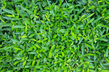 Natural green grass turf yard texture background backdrop for environment concept