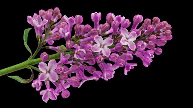 Lilac flowers blooming. Time lapse with alpha channel (codec: png+alpha with black background)
