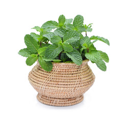 Fresh mint leaf in a wicker basket  isolated on a white background. © pum659