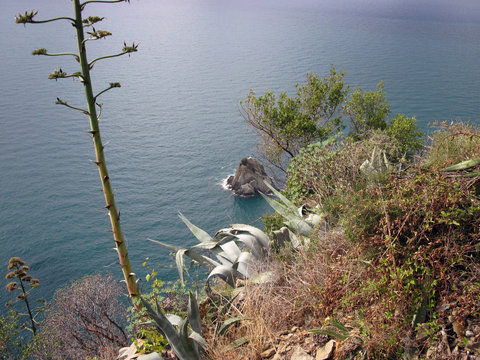 Agave e rovi sul dirupo con vista mare