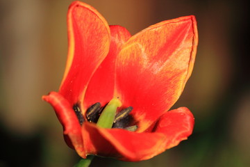 Tulipan