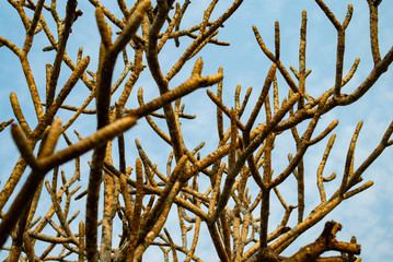 Pagoda tree in Chiang Rai