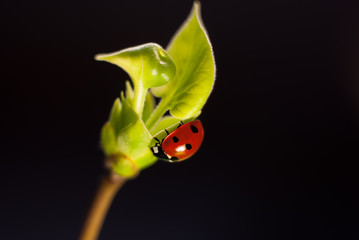 Ladybug crawling on a sprig of lilac with young green leaves on a black background