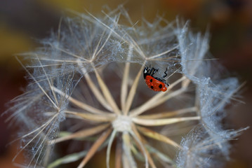 On a large round dandelion hanging upside down ladybug