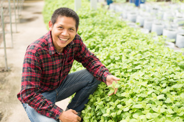 Asian farmer picking mint leaf in vegetables farm © nungning20