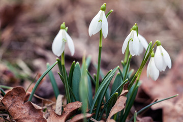 Snowdrops in grass in the garden. Beautiful first spring flowers.