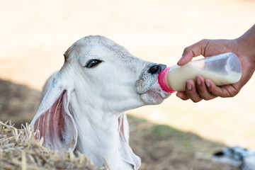 Fototapeta premium Farmer feeding milk for white calf, livestock in Thailand
