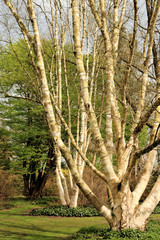 branches of a silver birch 