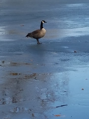 Goose on Frozen Pond