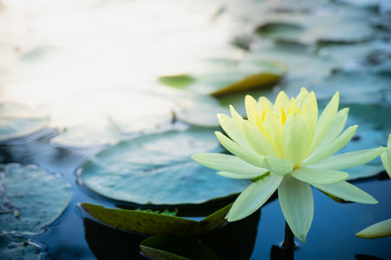 Beautiful yellow of water lily or lotus with with reflections on surface of water in pond. Side...