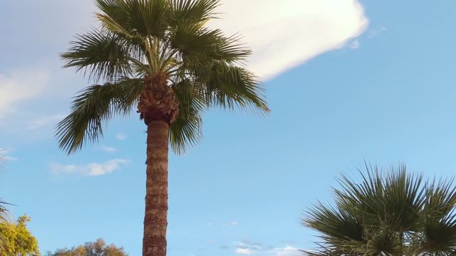 Exotic Palm Trees in the Desert with Clouds above
