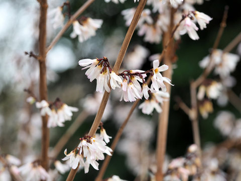 Die Schneeforsythie, Abeliophyllum ist ein wertvoller Fr&uuml;hbl&uuml;her f&uuml;r Insekten im Garten 