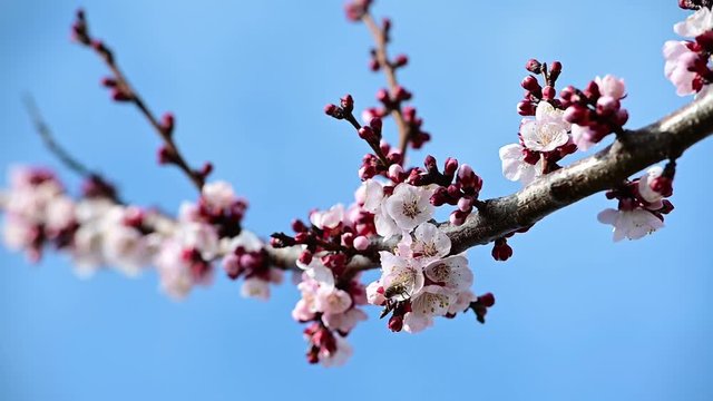 1080 slow motion video of a honey bee polinate apricot blossom over blue sky background