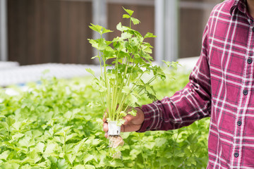 Farmer harvesting coriander plant in vegetable hydroponic farm