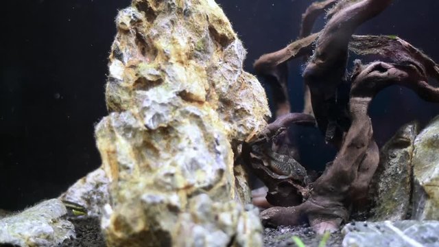 Fish in aquarium. Freshwater cory fish and pelvicachromis in home aquarium. Corydoras catfish in fish tank.